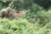 Khoảnh khắc voi tấn công đoạt mạng chuyên gia động vật nổi tiếng