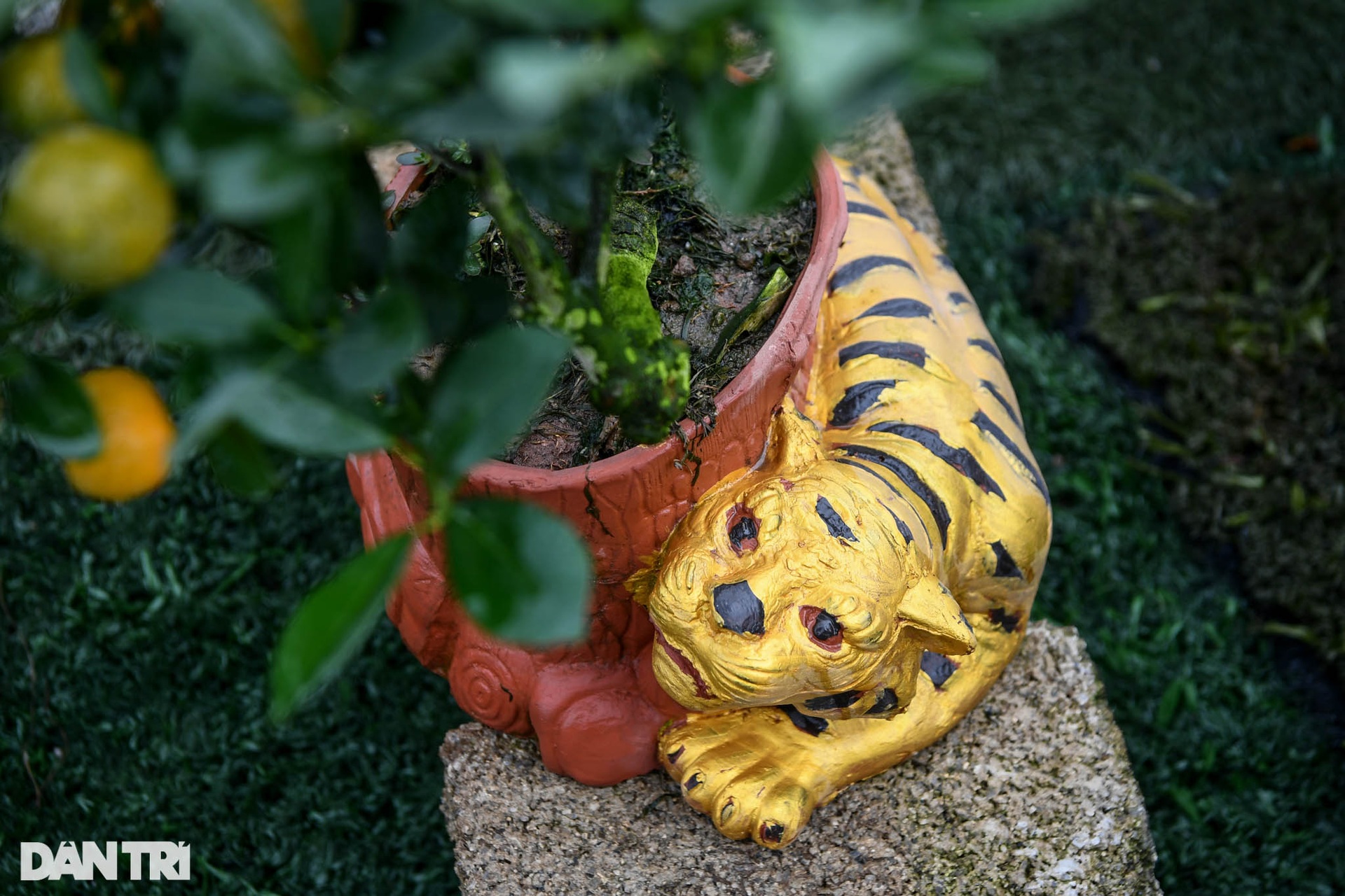 Quất bonsai trăm triệu khoe dáng bày bán tại thủ phủ trồng quất Tứ Liên - 3 Quất bonsai trăm triệu khoe dáng bày bán tại thủ phủ trồng quất Tứ Liên - 3