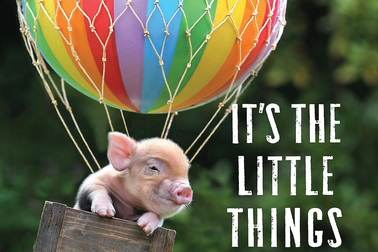 Thú vị bộ sách ảnh “thông thái” xoay quanh... những chú lợn