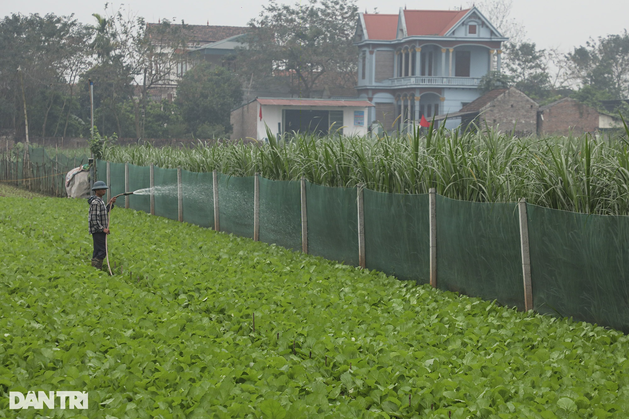 Sống chậm ở Minh Châu - xã đảo duy nhất của Hà Nội - 15