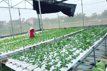 Cử nhân về quê sống nhờ 200m2 vườn, ngày ngày bán rau khắp Hà Nội