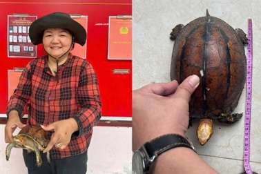 Phát hiện rùa hộp trán vàng quý hiếm, người phụ nữ đến công an giao nộp