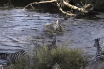 Kỳ tích đến với ngựa vằn sau khi lọt giữa vòng vây của cá sấu