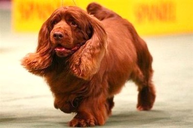 Chiêm ngưỡng dung nhan của tân "hoa hậu chó" ở Mỹ