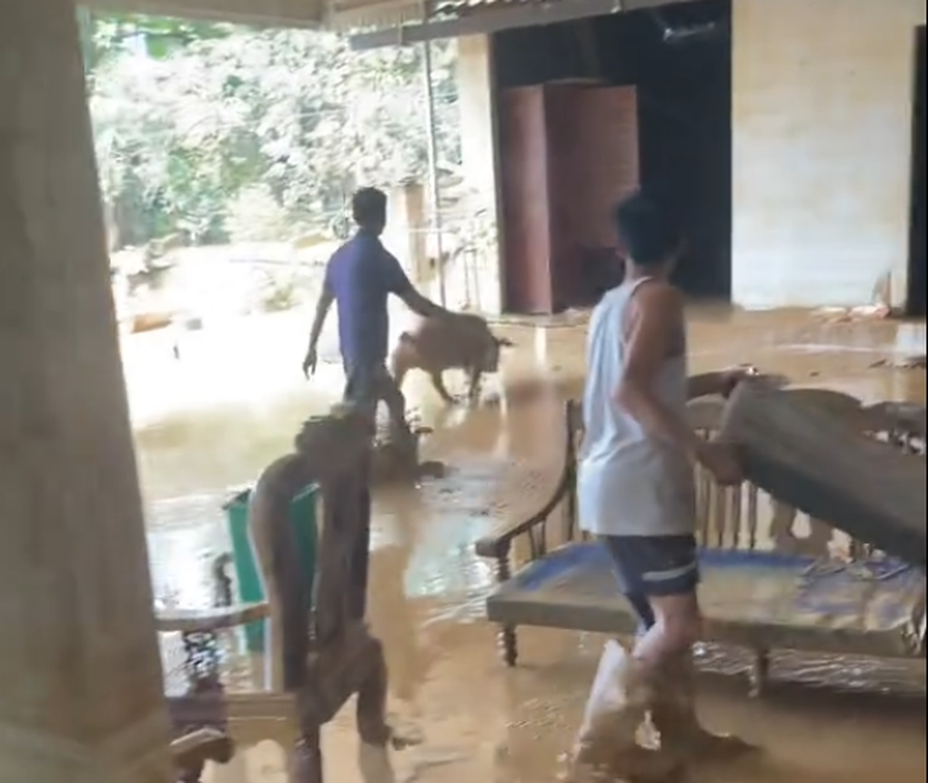 Gia đình ở Thái Nguyên đang dọn nhà ngập bùn, lợn từ trên cao rơi xuống - 2