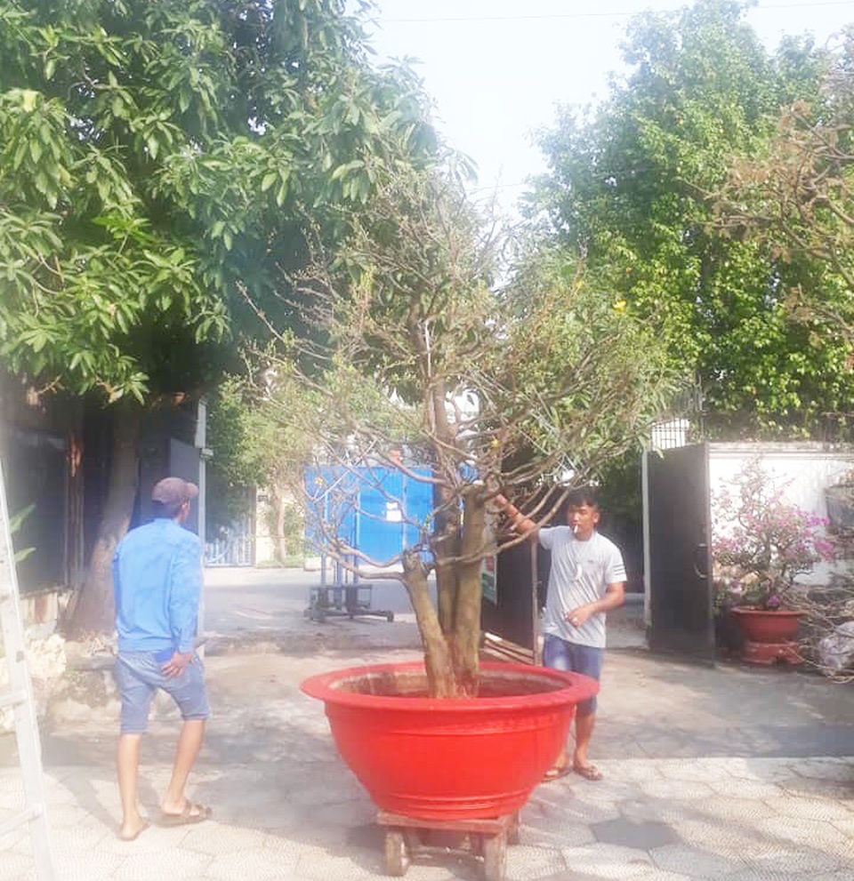Kiếm cả trăm triệu đồng nhờ giao hoa mai dịp Tết - 3 Kiếm cả trăm triệu đồng nhờ giao hoa mai dịp Tết - 3
