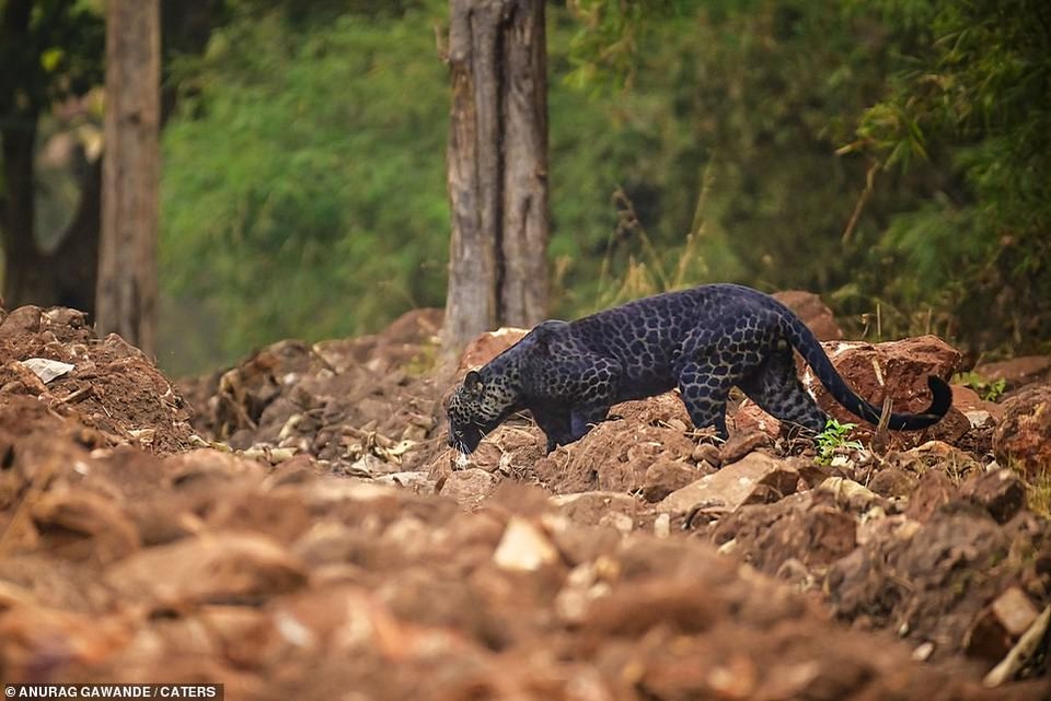 Báo đen cực hiếm bị bắt gặp băng qua đường săn nai ở Ấn Độ - 2