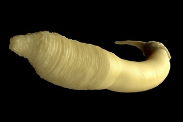 Giun có thể giữ bí mật về chống lão hóa của con người?