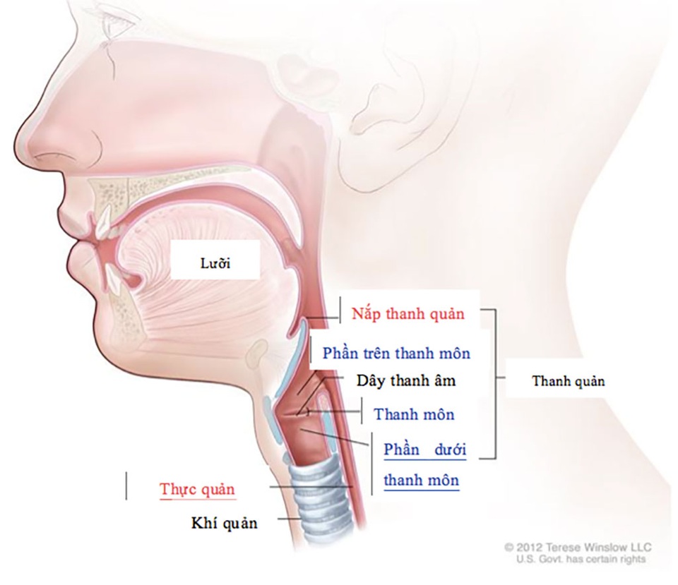Phòng bệnh ung thư thanh quản - 1 Phòng bệnh ung thư thanh quản - 1