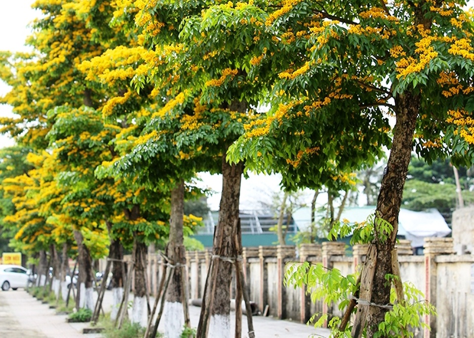 Chi gần 3 tỉ đồng thay thế cây xanh ở trung tâm thành phố Đông Hà - 5 Chi gần 3 tỉ đồng thay thế cây xanh ở trung tâm thành phố Đông Hà - 5