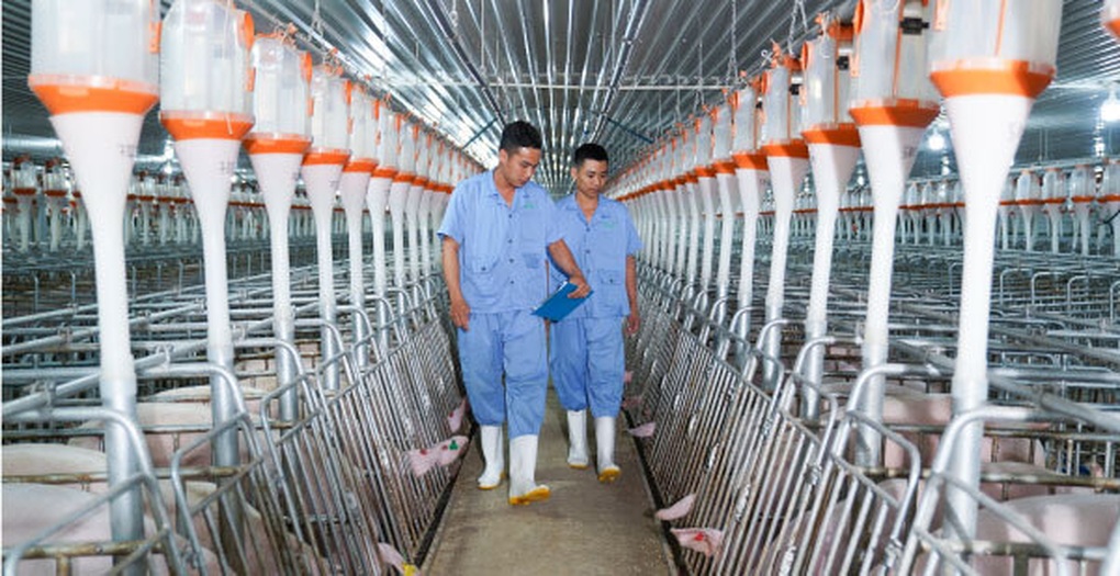Công ty đề xuất nuôi lợn trong nhà cao tầng bị phạt do vi phạm cạnh tranh  - 1