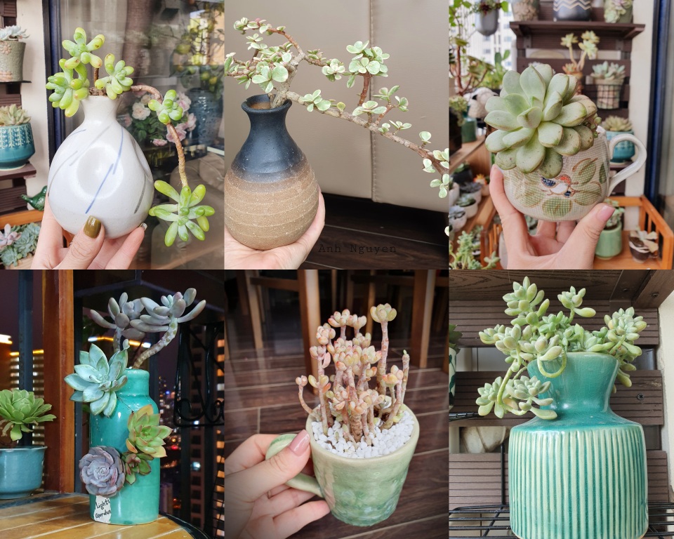 Trăm loài sen đá đẹp mắt trong ban công vỏn vẹn 6m2 của mẹ đảm Hà thành - 4 Trăm loài sen đá đẹp mắt trong ban công vỏn vẹn 6m2 của mẹ đảm Hà thành - 4