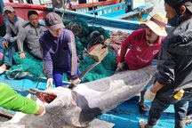 Khánh Hòa: Ngư dân trúng đậm "lộc biển", thu về 100-200 triệu đồng đầu xuân