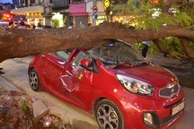 Cây xanh bất ngờ bật gốc, đè bẹp ô tô