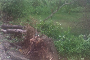 Lốc lớn thổi bay nhiều mái nhà, cây cối tại Hà Tĩnh