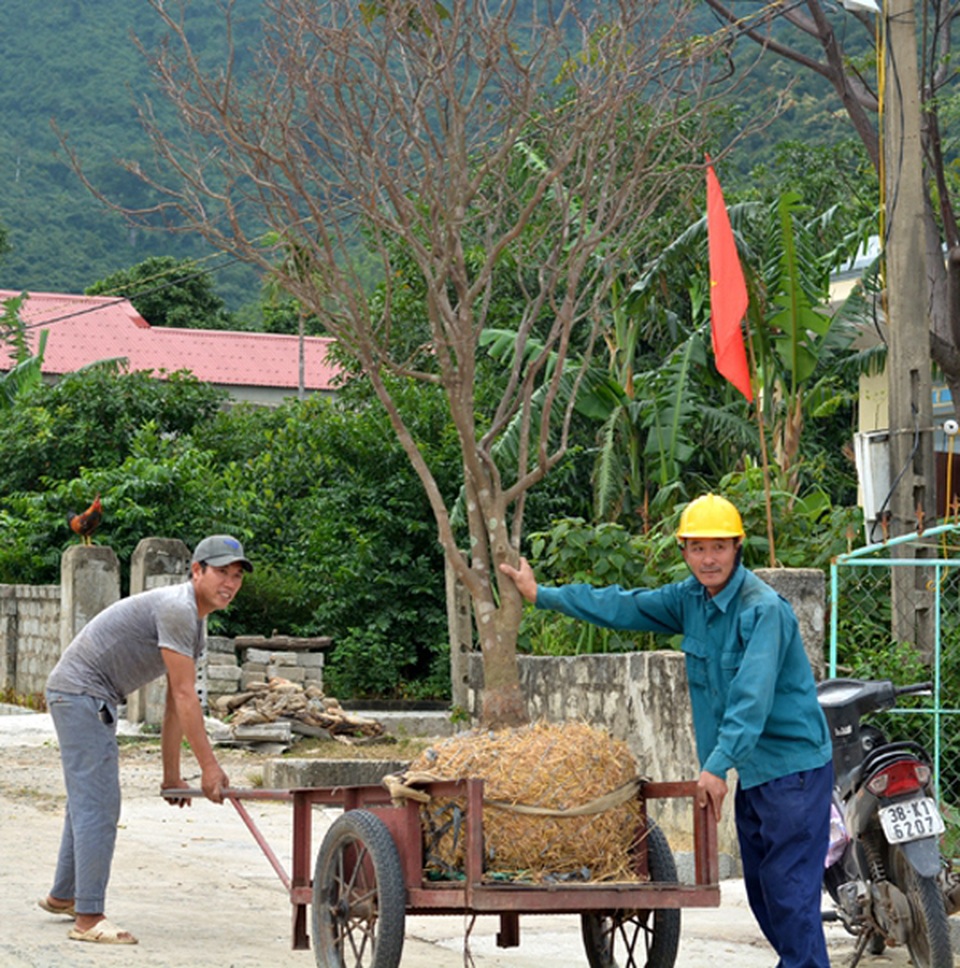 Hơn 2.000 gốc mai đi du Xuân, làng trồng mai dưới chân Đèo Ngang có nguồn thu hàng tỷ đồng - 3 Hơn 2.000 gốc mai đi du Xuân, làng trồng mai dưới chân Đèo Ngang có nguồn thu hàng tỷ đồng - 3