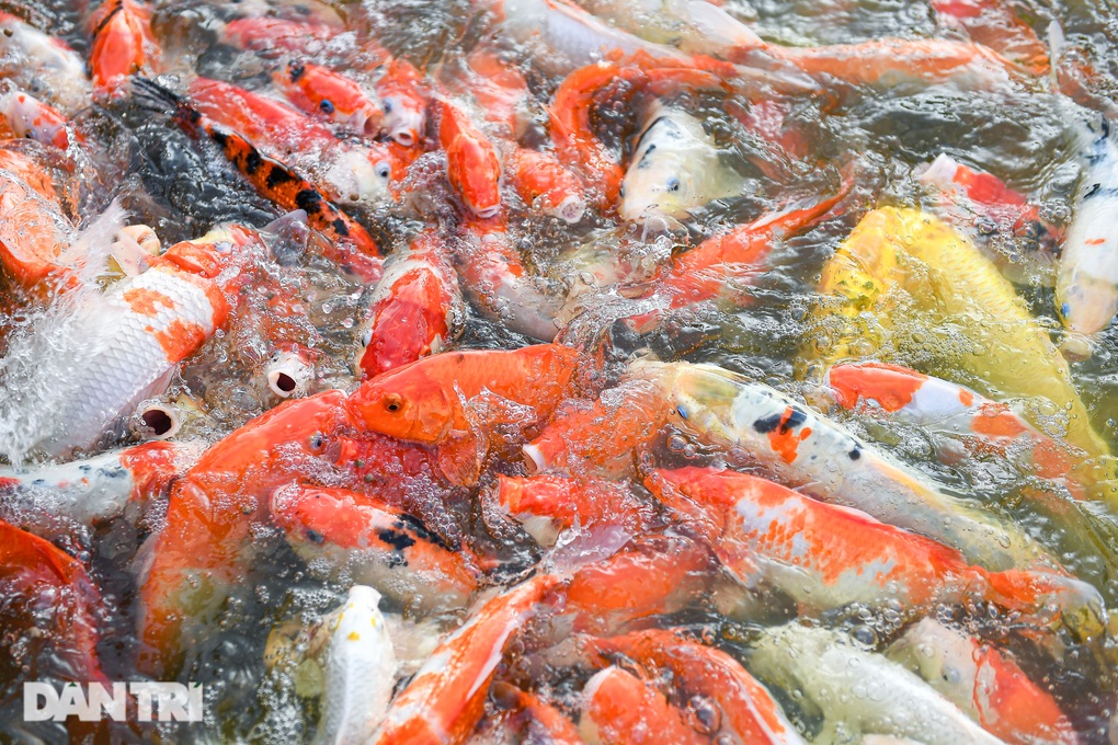 Người Hà Nội đổ tới xem hồ cá koi 12.000 con, vài trẻ em té ngã - 6 Người Hà Nội đổ tới xem hồ cá koi 12.000 con, vài trẻ em té ngã - 6