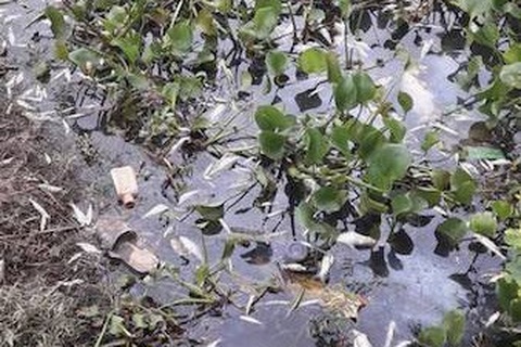 Tỉnh Bắc Giang, Bắc Ninh họp tìm phương án giải cứu sông Cầu đang "giãy chết"!