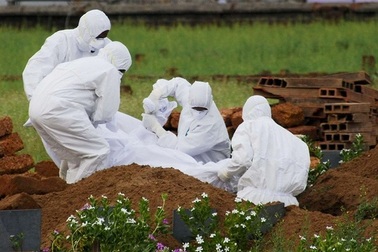 Ấn Độ phát hiện kháng thể với virus Nipah ở 2 loài dơi