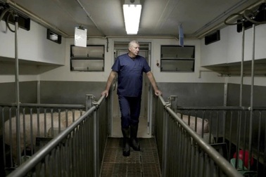 Bí mật tại nơi nuôi loài lợn sạch nhất thế giới để ghép tạng cho người