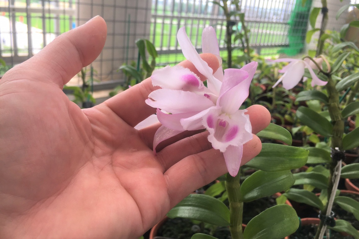 Lan đột biến hết thời tiền tỷ, tụt dốc rẻ hơn... rau muống - 2 Lan đột biến hết thời tiền tỷ, tụt dốc rẻ hơn... rau muống - 2