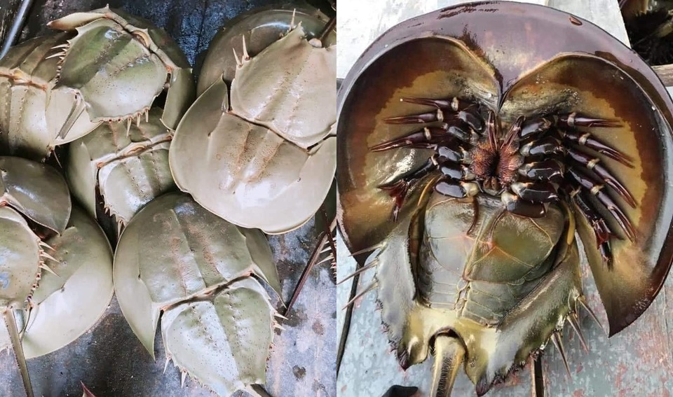 Bọ biển khổng lồ 1 triệu đồng/ đôi, đặc sản lạ hút khách sành ăn - 1 Bọ biển khổng lồ 1 triệu đồng/ đôi, đặc sản lạ hút khách sành ăn - 1
