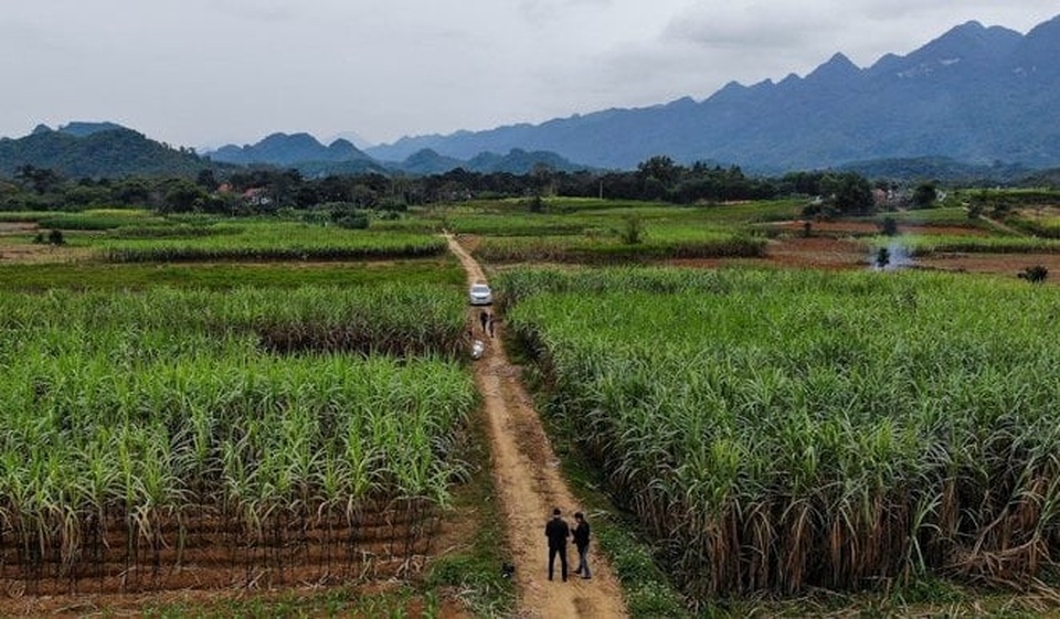 Nông dân lo mất Tết vì mía mất mùa, rớt giá - 1 Nông dân lo mất Tết vì mía mất mùa, rớt giá - 1