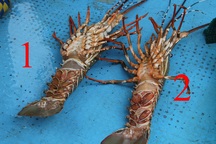 "Giải cứu tôm hùm": Sự thật qua giải thích của người đã nuôi tôm 25 năm