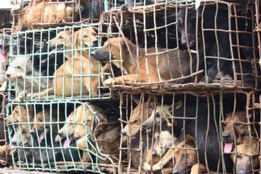 Nạn câu trộm chó ở Việt Nam trên báo Mỹ