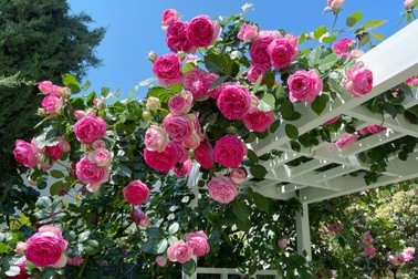 Ngắm vườn ngàn gốc hoa khoe sắc quanh năm của mẹ Việt ở Mỹ