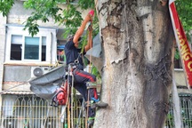 Cây gòn hơn 30 năm tuổi nghiêng sát nhà dân ở TPHCM đã được đốn hạ