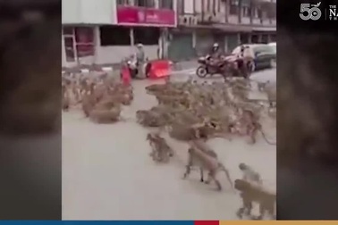 Hàng trăm con khỉ "hỗn chiến" trên đường phố Thái Lan