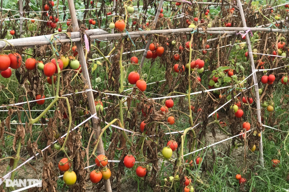 Rau củ thối rữa vứt đầy ruộng, nông dân Chí Linh nợ cả tỷ đồng tiền vay vốn - 9 Rau củ thối rữa vứt đầy ruộng, nông dân Chí Linh nợ cả tỷ đồng tiền vay vốn - 9