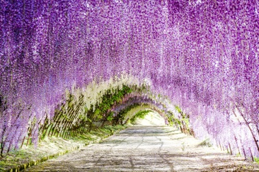 Lạc lối giữa xứ sở hoa tử đằng đẹp như tiên cảnh ở Nhật Bản