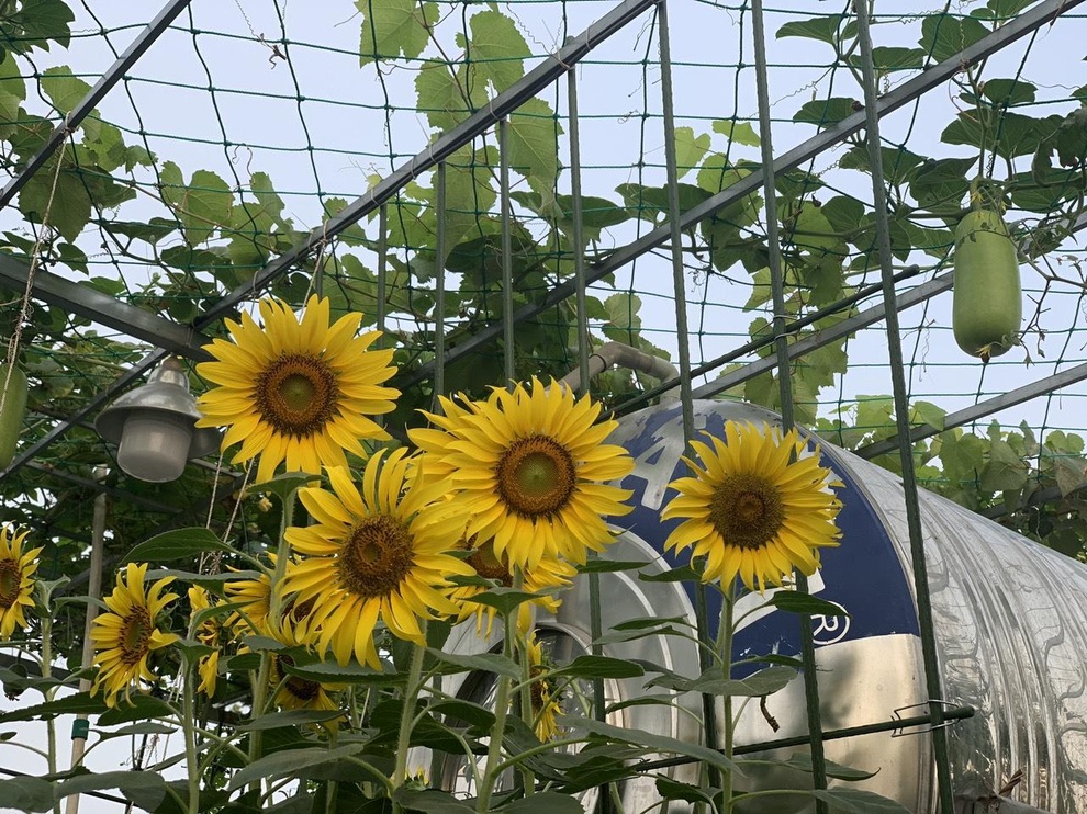 Khu vườn trên cao, rộng 60m2 có nhiều rau, trái lạ của mẹ đảm ở Sài Gòn - 14