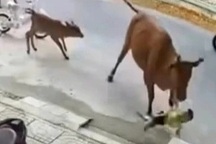 Vụ cháu bé bị bò thả rông tấn công: Tìm được sẽ tạm giữ đàn bò