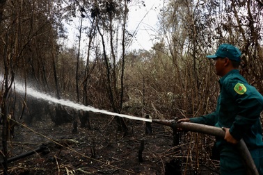 Cháy 40ha rừng: Chủ tịch Cà Mau chỉ đạo điều tra nguyên nhân