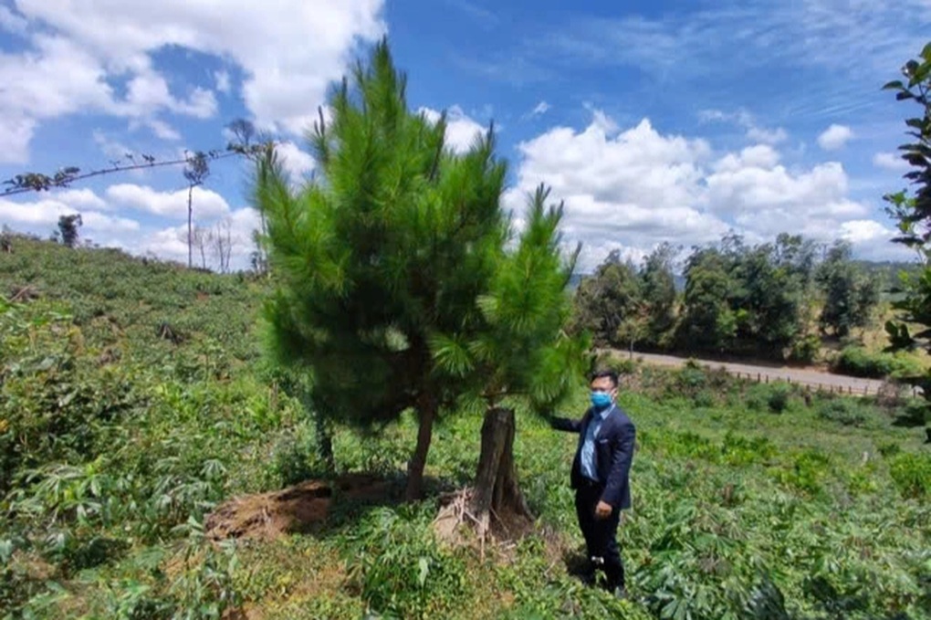 Hơn 11ha rừng biến mất - 3 Hơn 11ha rừng biến mất - 3