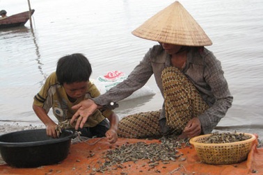 Mùa ốc ở vịnh Lăng Cô 