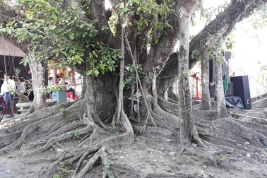 Cây đa 200 năm tuổi được công nhận cây di sản