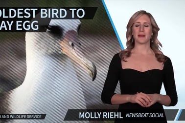Con chim già nhất thế giới 64 tuổi vẫn đẻ trứng