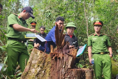 Công ty lâm nghiệp ở Lâm Đồng bị thu hồi hơn 100ha đất