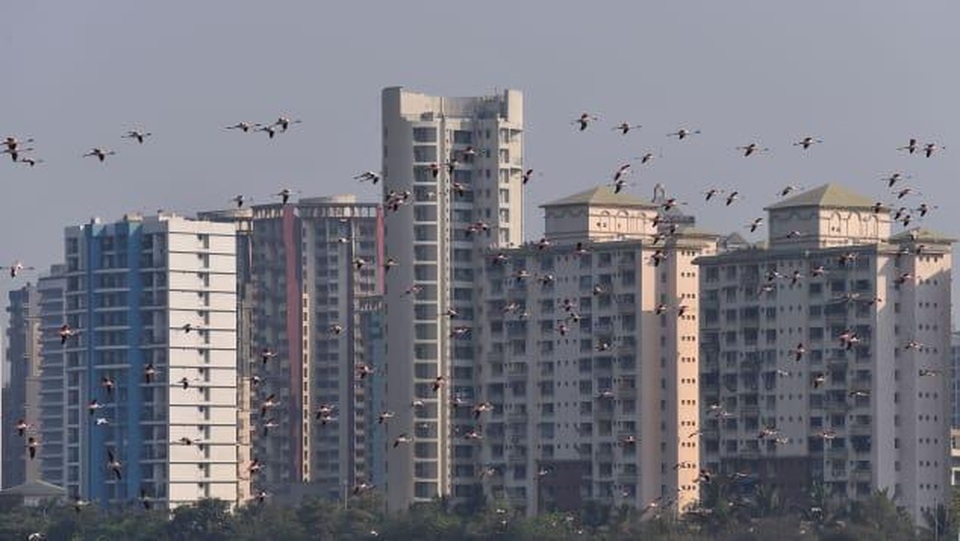 Chim hồng hạc đổ về Mumbai trong thời gian Ấn Độ thực hiện giãn cách xã hội - 1 Chim hồng hạc đổ về Mumbai trong thời gian Ấn Độ thực hiện giãn cách xã hội - 1