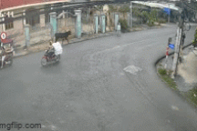 Bà cụ ở TPHCM bị bò "điên" húc ngưng tim, ngưng thở, gia đình xin về