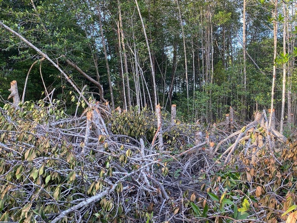 Sở Nông nghiệp nêu nguyên nhân cây rừng phòng hộ bị chặt phá - 1 Sở Nông nghiệp nêu nguyên nhân cây rừng phòng hộ bị chặt phá - 1