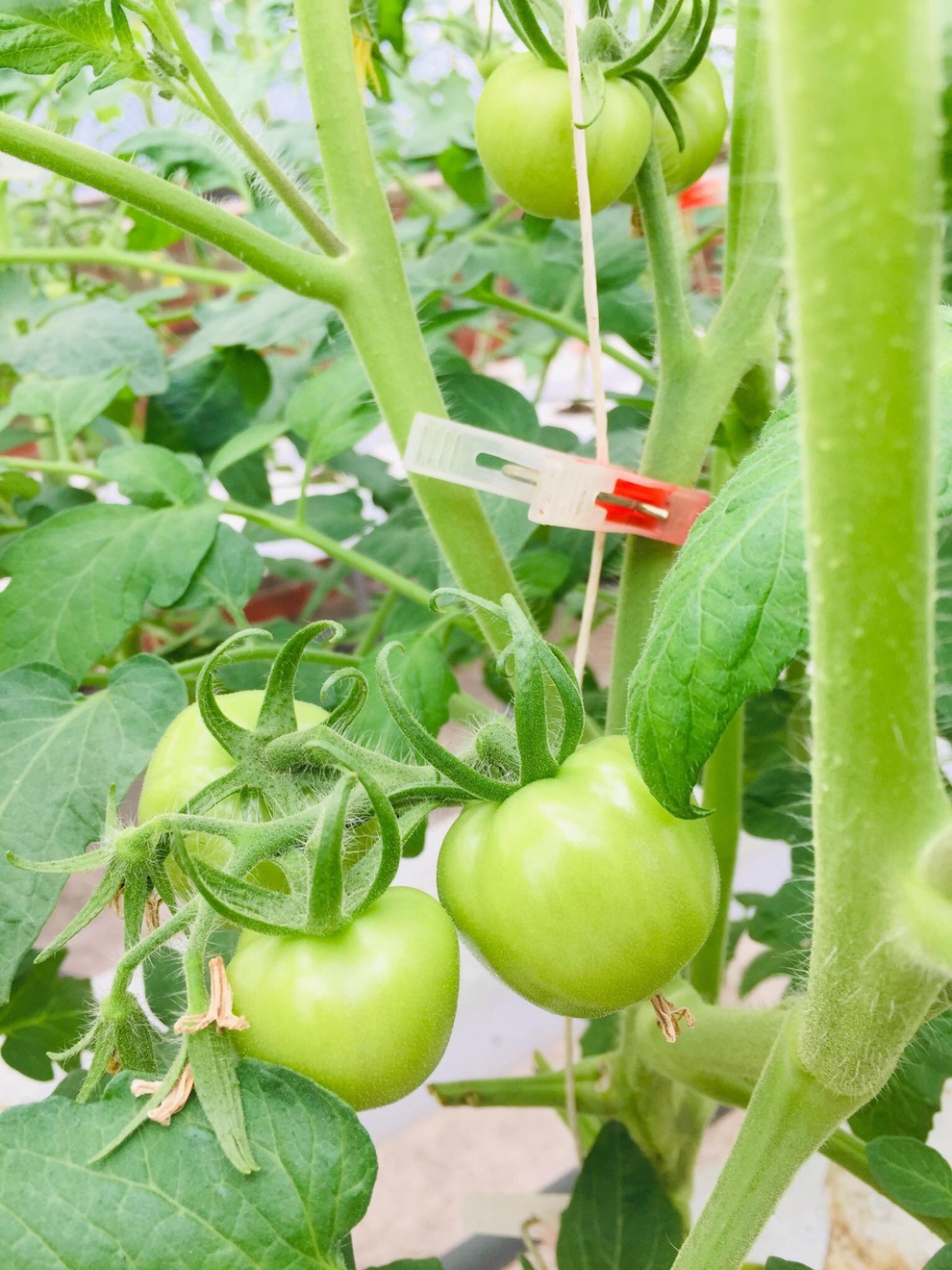 Súp lơ ngoại cầu vồng lạ mắt gần 1 triệu đồng/ kg vẫn hút người mua - 3 Súp lơ ngoại cầu vồng lạ mắt gần 1 triệu đồng/ kg vẫn hút người mua - 3