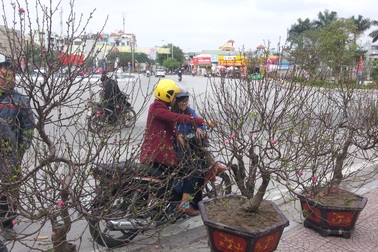 Miền Bắc đón Tết trong thời tiết ấm áp, khô ráo