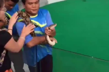 Nữ du khách bất ngờ bị trăn cắn vào mặt khi xem show trình diễn