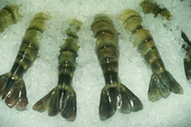 Ecuador thắng kiện tại WTO - Kinh nghiệm cho Việt Nam