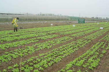 Rau phun thuốc kích thích sinh trưởng có vô hại?